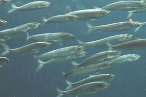Sardines